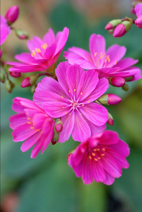 ดอกไม้สวยๆ สีสันดอกไม้ทำให้บรรยากาศบ้านดูมีชีวิตชีวาและน่าอยู่ยิ่งขึ้น