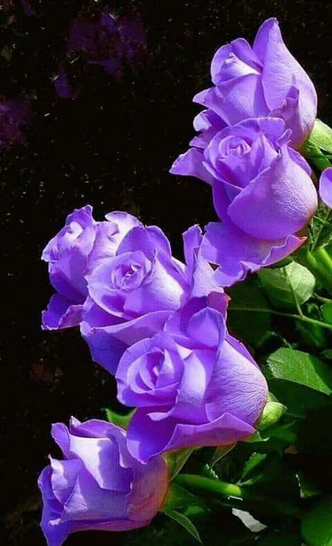 ดอกไม้สวยๆ สีสันดอกไม้ทำให้บรรยากาศบ้านดูมีชีวิตชีวาและน่าอยู่ยิ่งขึ้น