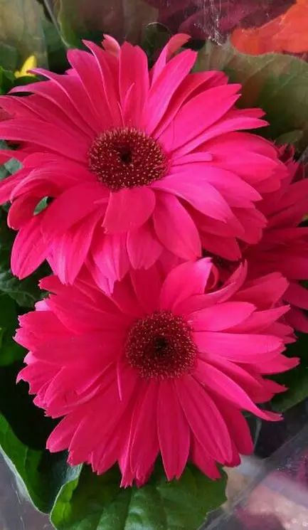 ดอกไม้สวยๆ สีสันดอกไม้ทำให้บรรยากาศบ้านดูมีชีวิตชีวาและน่าอยู่ยิ่งขึ้น