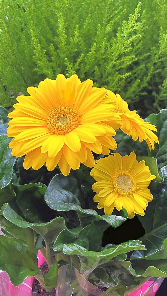 ดอกไม้สวยๆ สีสันดอกไม้ทำให้บรรยากาศบ้านดูมีชีวิตชีวาและน่าอยู่ยิ่งขึ้น