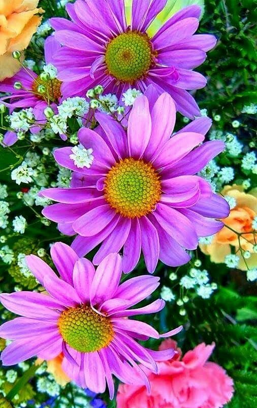 ดอกไม้สวยๆ สีสันดอกไม้ทำให้บรรยากาศบ้านดูมีชีวิตชีวาและน่าอยู่ยิ่งขึ้น